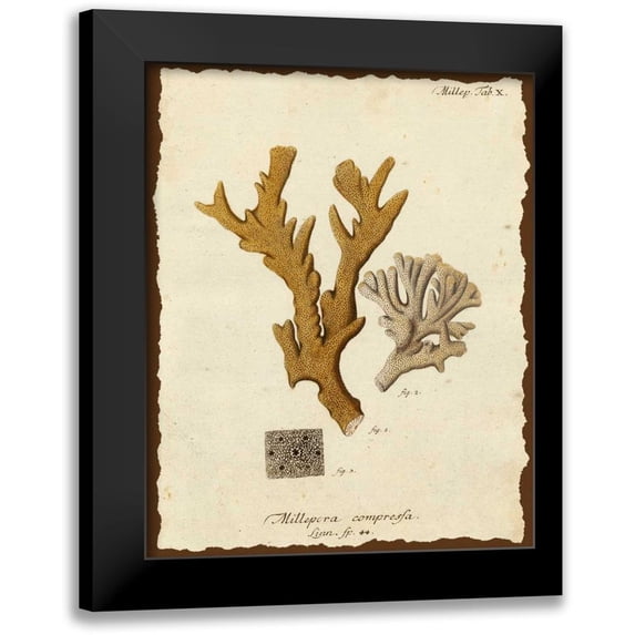 Esper, Johann 15x18 Black Modern Framed Museum Art Print Titled - Natura Coral I