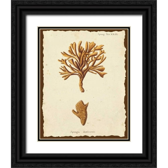 Esper, Johann 15x18 Black Ornate Wood Framed with Double Matting Museum Art Print Titled - Natura Coral IV
