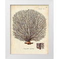 thumbnail image 1 of Esper, Johann 15x18 White Modern Wood Framed Museum Art Print Titled - Esper Sea Fans I, 1 of 4