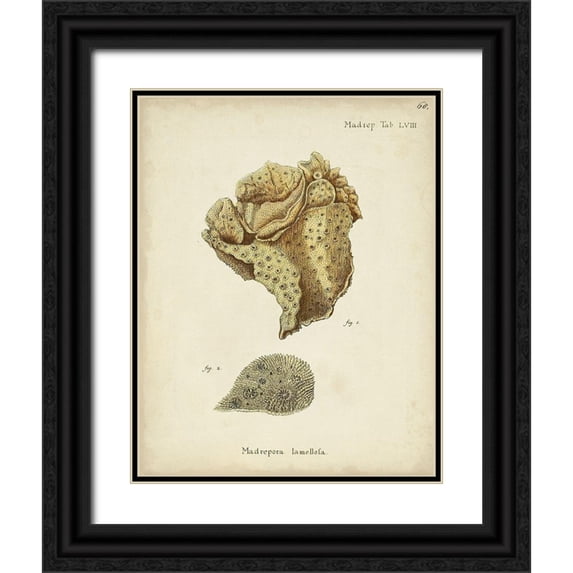 Esper, Johann 20x24 Black Ornate Wood Framed with Double Matting Museum Art Print Titled - Ecru Coral VII