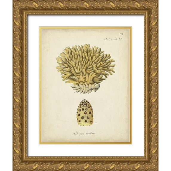 Esper, Johann 20x24 Gold Ornate Wood Framed with Double Matting Museum Art Print Titled - Ecru Coral VIII