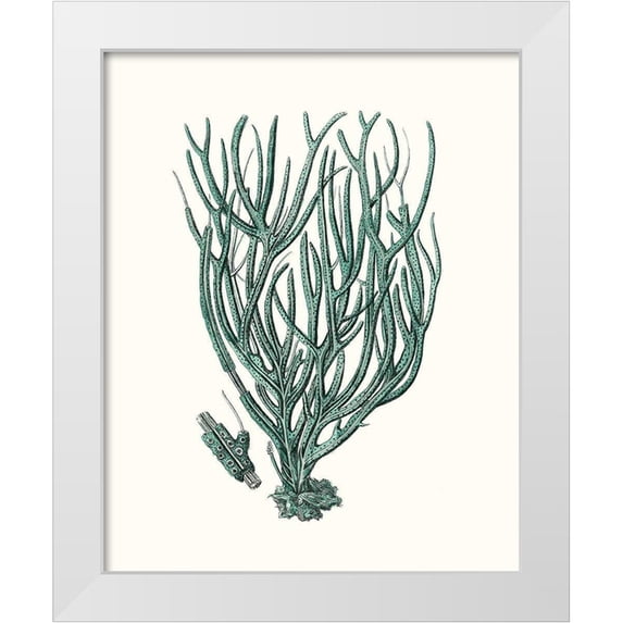 Esper, Johann 20x24 White Modern Wood Framed Museum Art Print Titled - Antique Coastal Coral VIII