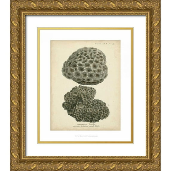 Esper, Johann 26x31 Gold Ornate Wood Framed with Double Matting Museum Art Print Titled - Coral Collection V