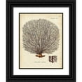 thumbnail image 1 of Esper, Johann 26x32 Black Ornate Wood Framed with Double Matting Museum Art Print Titled - Esper Sea Fans I, 1 of 4