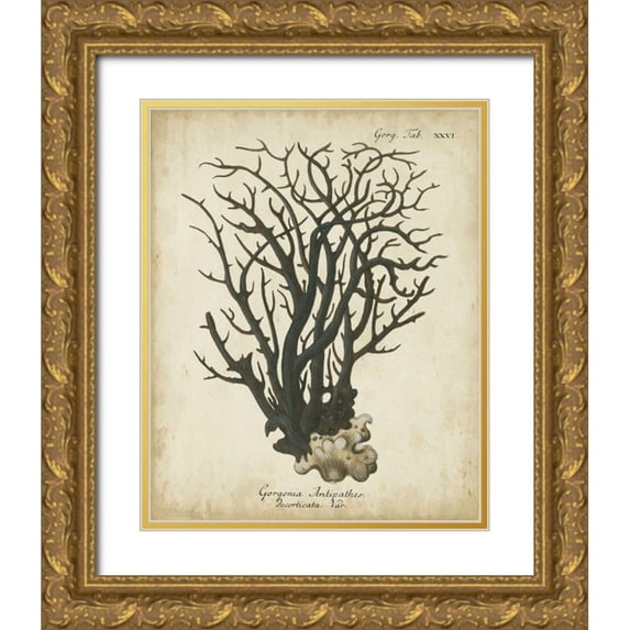 Esper, Johann 26x32 Gold Ornate Wood Framed with Double Matting Museum Art Print Titled - Esper Antique Coral I