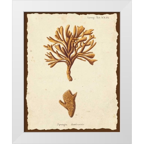 Esper, Johann 26x32 White Modern Wood Framed Museum Art Print Titled - Natura Coral IV