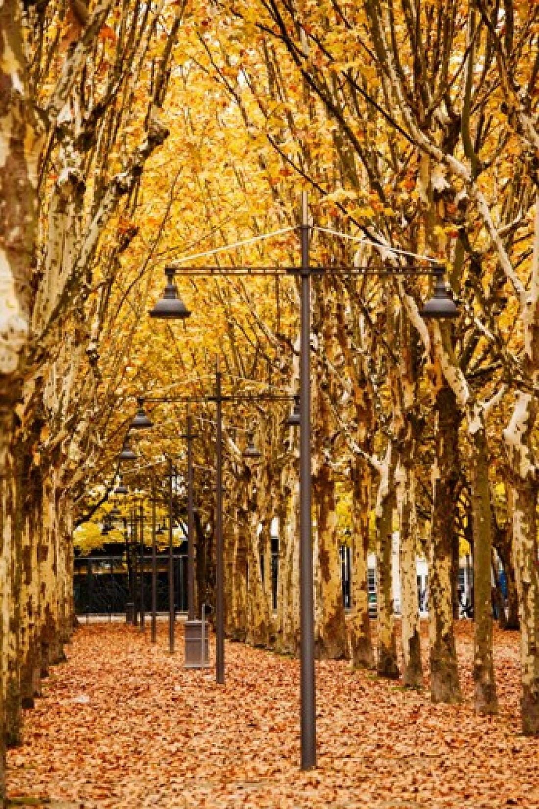 Esplanade des Quinconces park in autumn Bordeaux Gironde Aquitaine France Canvas Art - Panoramic Images (24 x 36)