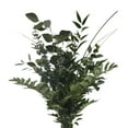 thumbnail image 1 of Essence Greens Bouquet 15 Pack of Farm Direct Fresh Cut Flowers Bouquets of Mixed Greenery by Bloomingmore, 1 of 4