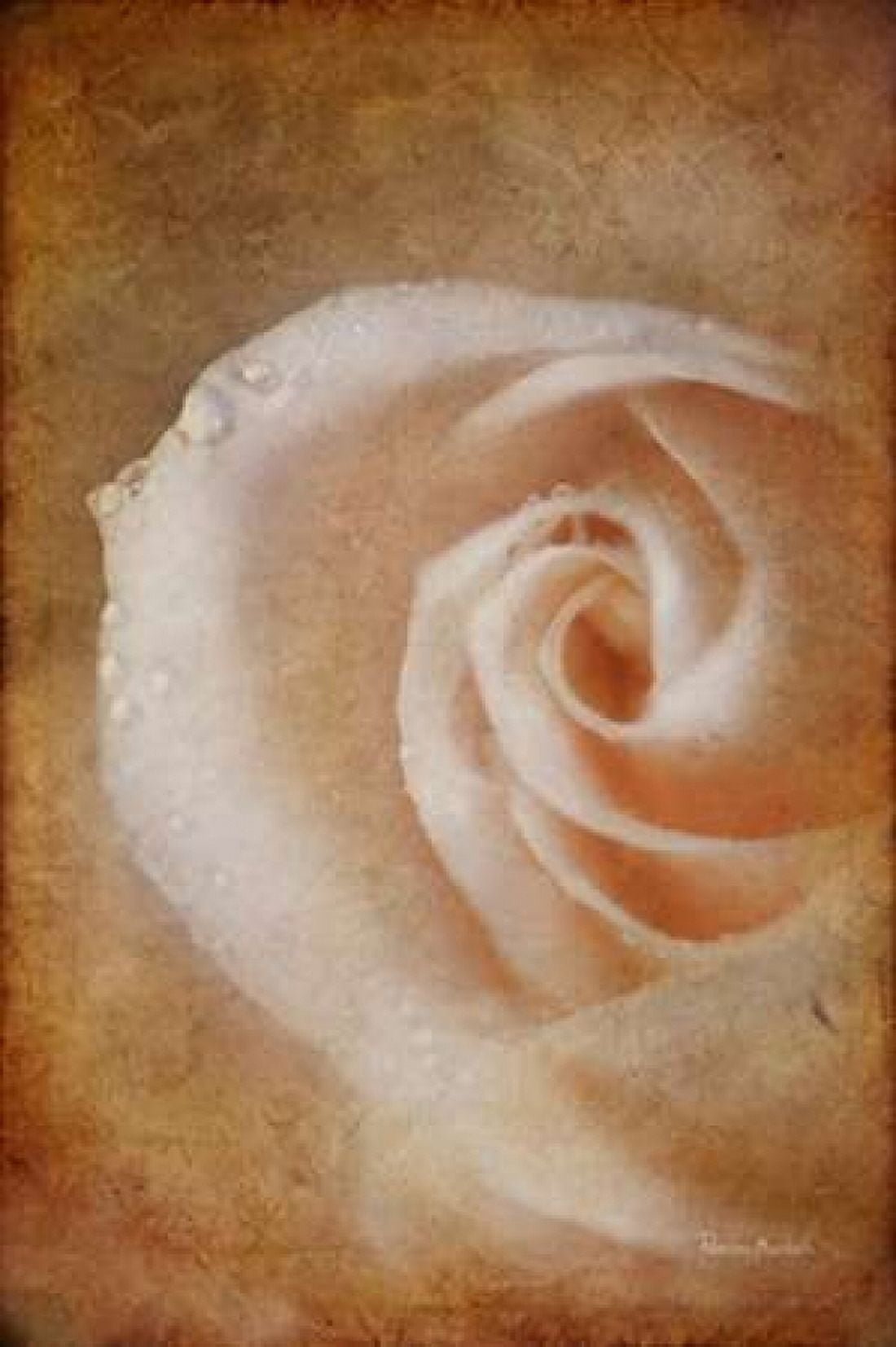 Essence of Rose Canvas Art - Ramona Murdock (20 x 28)