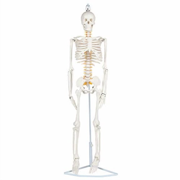 Essential Flexible Mini Human Skeleton, 35" Mini Skeleton Replica, Mounted on Stand, includes Spinal Nerves, Cervical Arteries, Herniated Disc, Compact and Portable Anatomy Model