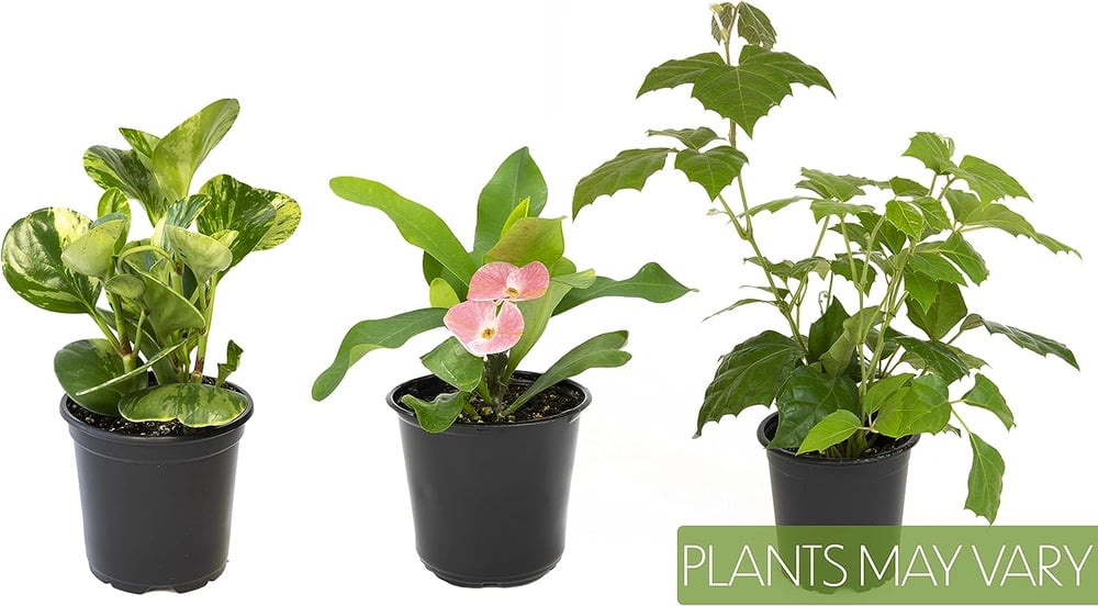 Essential Houseplant Collection (3PK) Live Plants Indoor Plants Live