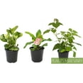 Essential Houseplant Collection (3PK) Live Plants Indoor Plants Live
