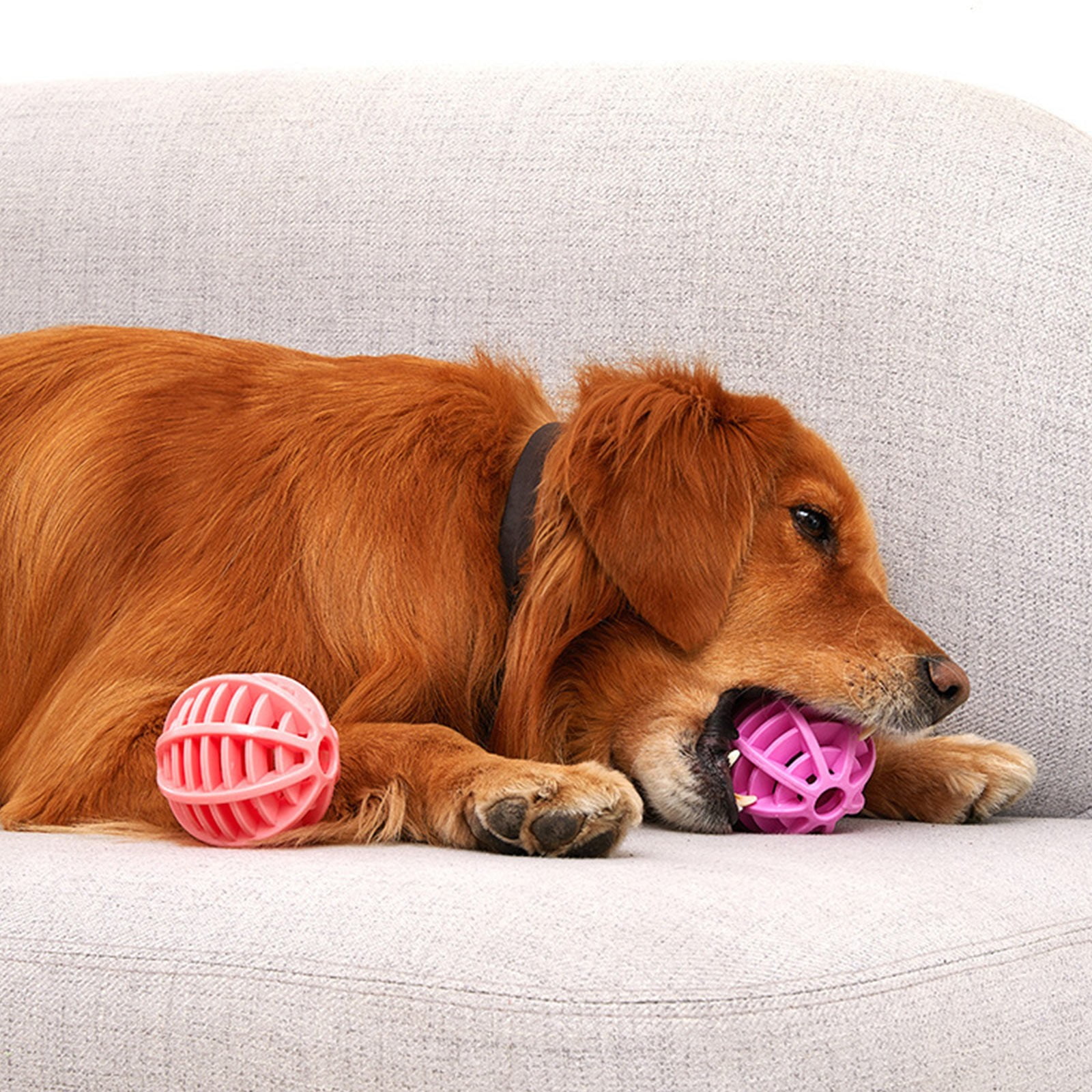 Essential for dogs and cats at home Pet Toys Dog Bouncy Ball Toys TPR