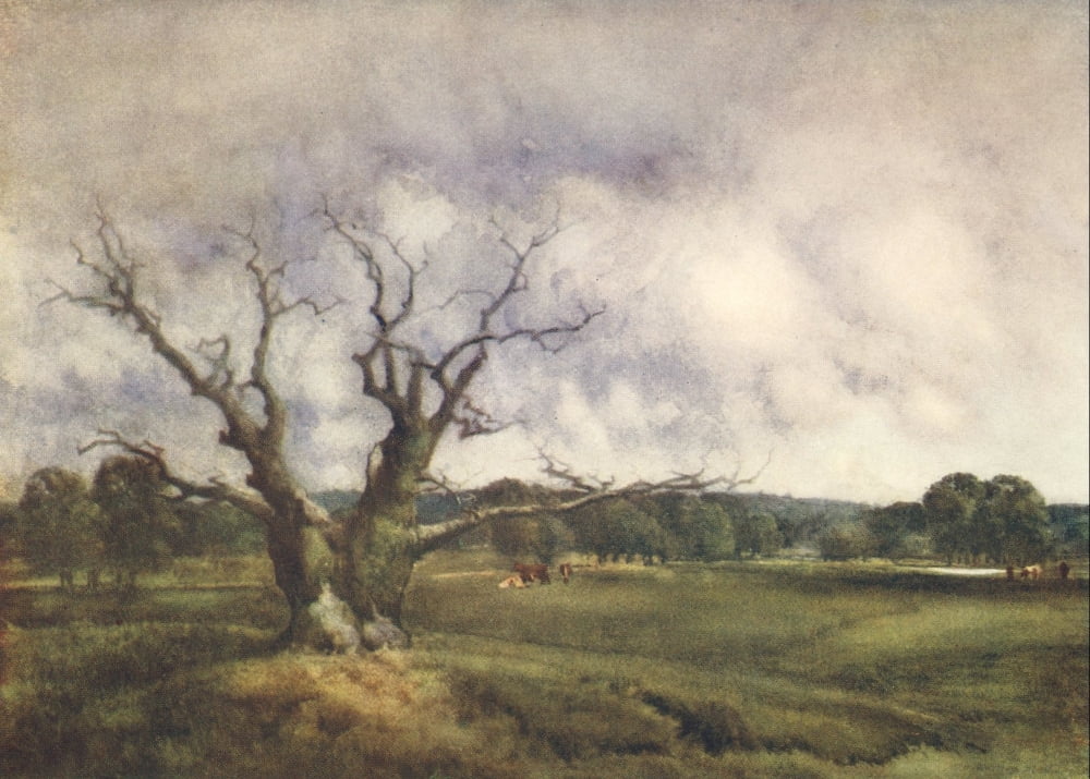 Essex 1909 Mighty Dead Fairmead Oak Chingford Canvas Art - Louis Burleigh Bruhl (18 x 24)