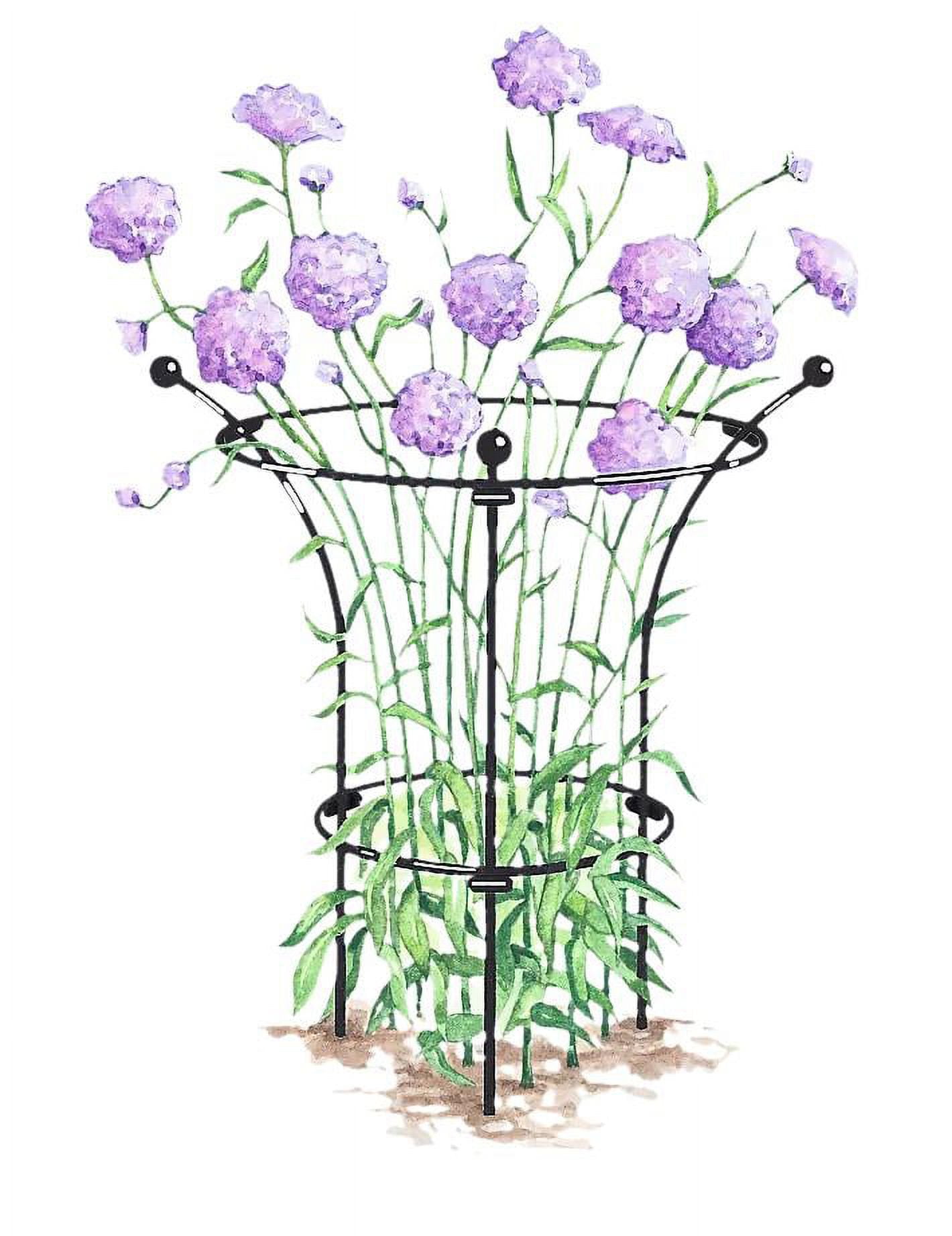 Essex Plant Supports