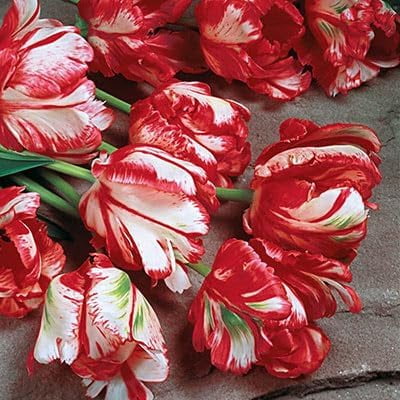 Estella Rijneveld Parrot Tulip Bulbs for Planting - Easy to Grow Perennial Tulips (10 Bulbs)
