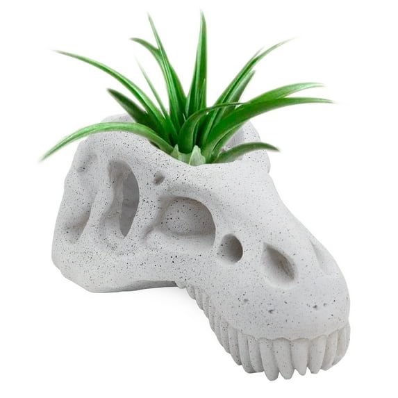 Esterno Dinosaur Skull Planter Pot; T-Rex Decorative Indoor Gardening Container