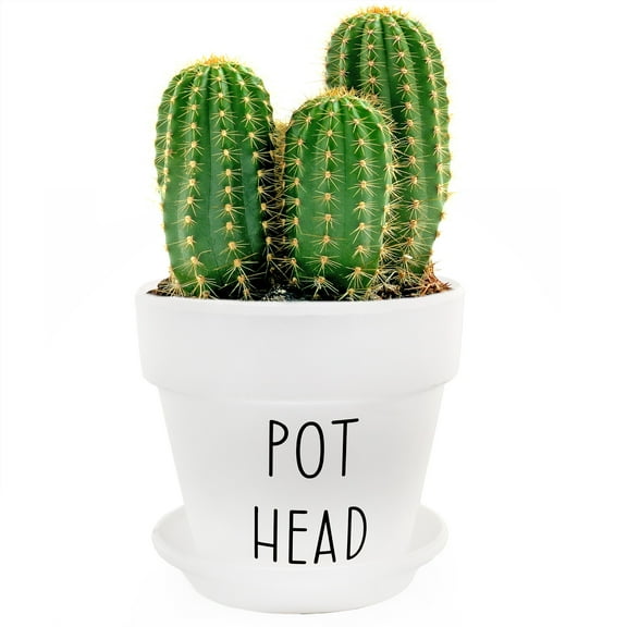 Esterno Pothead Planter Pot (2-Piece Set), Mini Decorative Planter with Saucer for Indoor Gardening