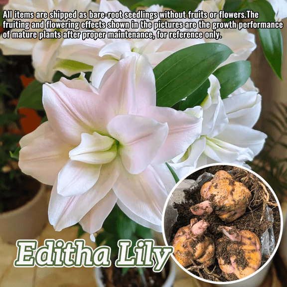 Etesha Lily Bulbs (3 Pack), Gradient Pink Blooms, Strong Fragrance, Perennial Flower Bulbs, Easy to Grow for Beginner Gardeners, Low Maintenance, Ideal for Yard & Patio Planting