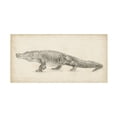 thumbnail image 1 of Trademark Fine Art Ethan Harper Alligator Sketch Canvas Wall Art - 10x19, 1 of 5