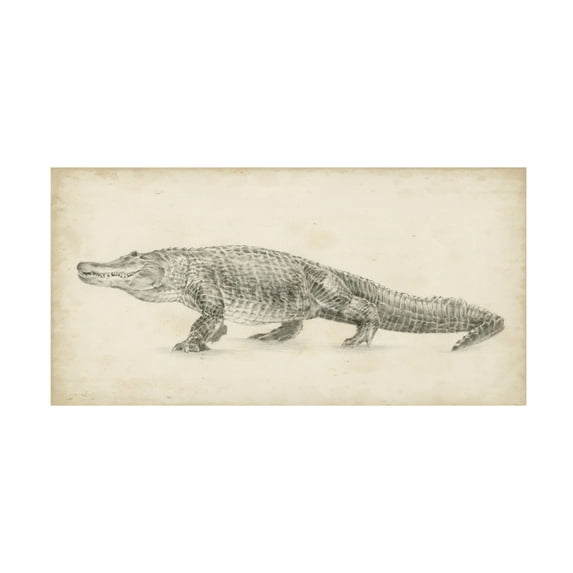 Trademark Fine Art Ethan Harper Alligator Sketch Canvas Wall Art - 10x19