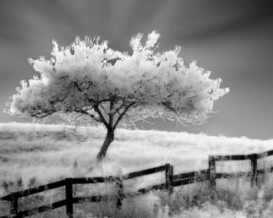 Ethereal Tree Canvas Art - Robert Jones (22 x 28)