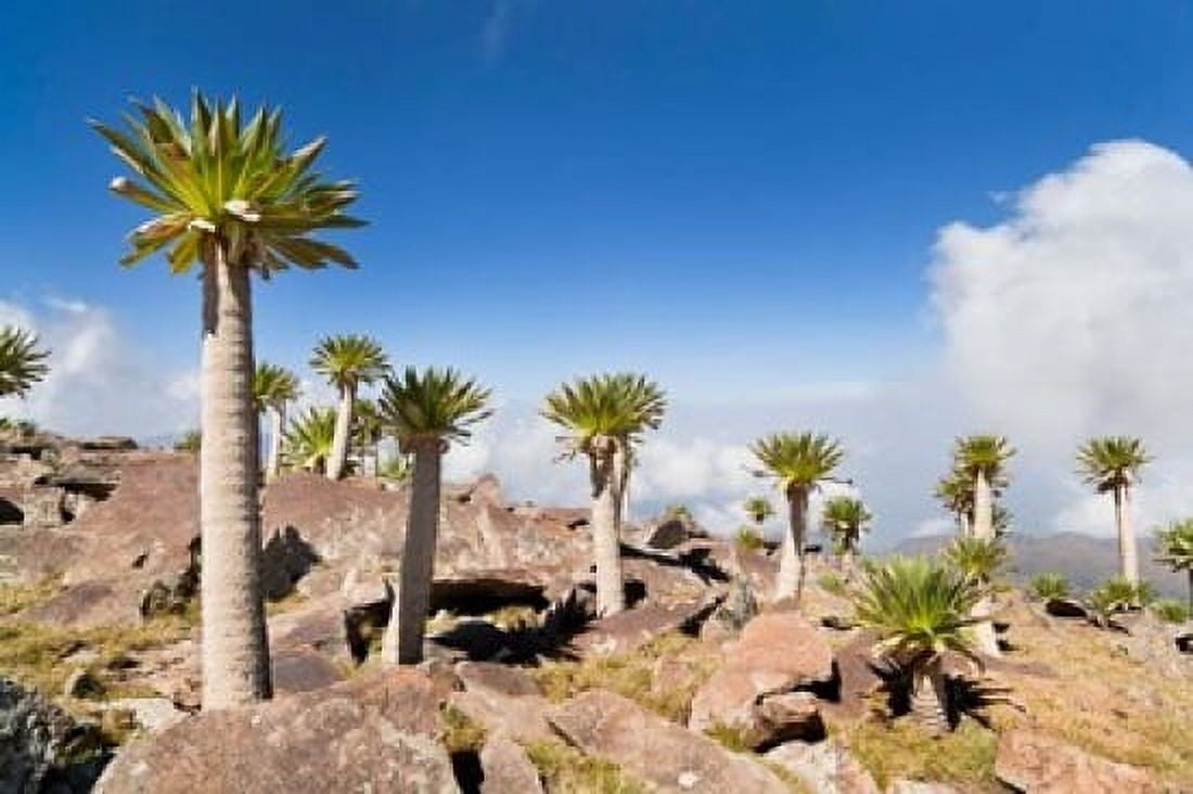 Ethiopian Giant Lobelia Simien Mountains Ethiopia Canvas Art - Martin Zwick DanitaDelimont (38 x 25)