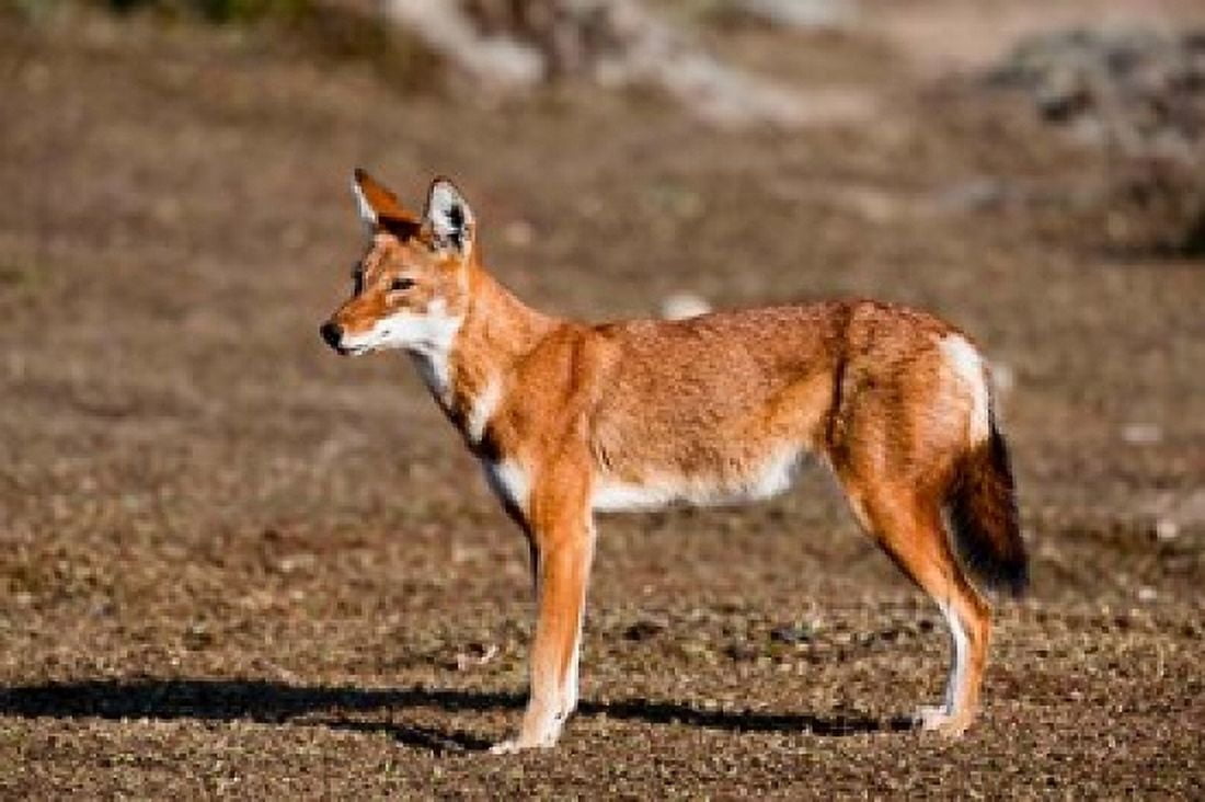 Ethiopian Wolf Bale Mountains Park Ethiopia Canvas Art - Martin Zwick DanitaDelimont (38 x 25)