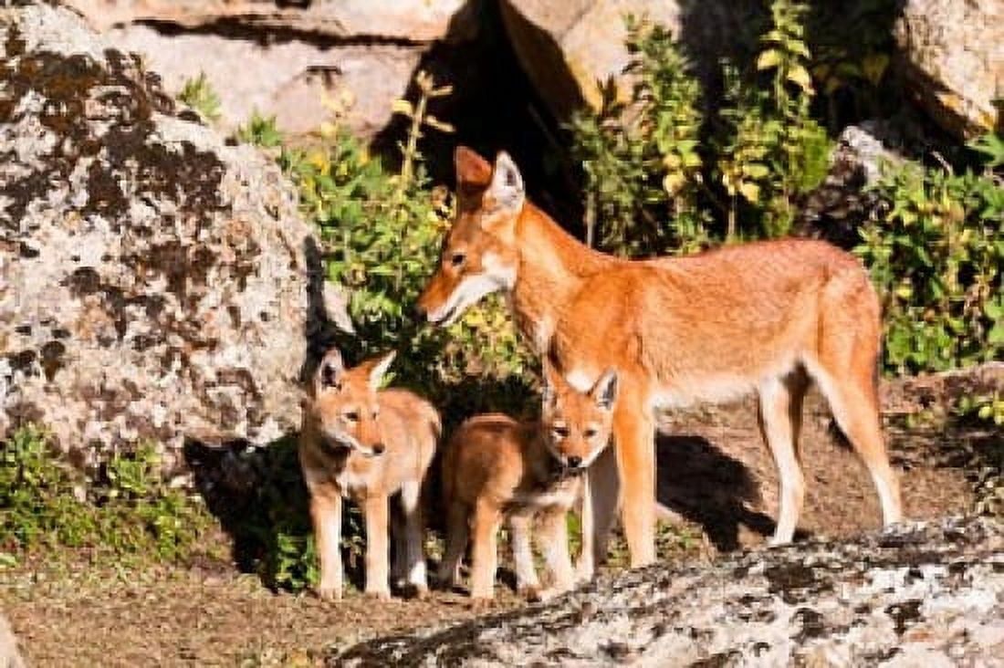 Ethiopian Wolf with cubs Bale Mountains Park Ethiopia Canvas Art - Martin Zwick DanitaDelimont (38 x 25)