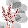 thumbnail image 1 of Eucalyptus Blush 2 Poster Print by Albert Koetsier, 1 of 2