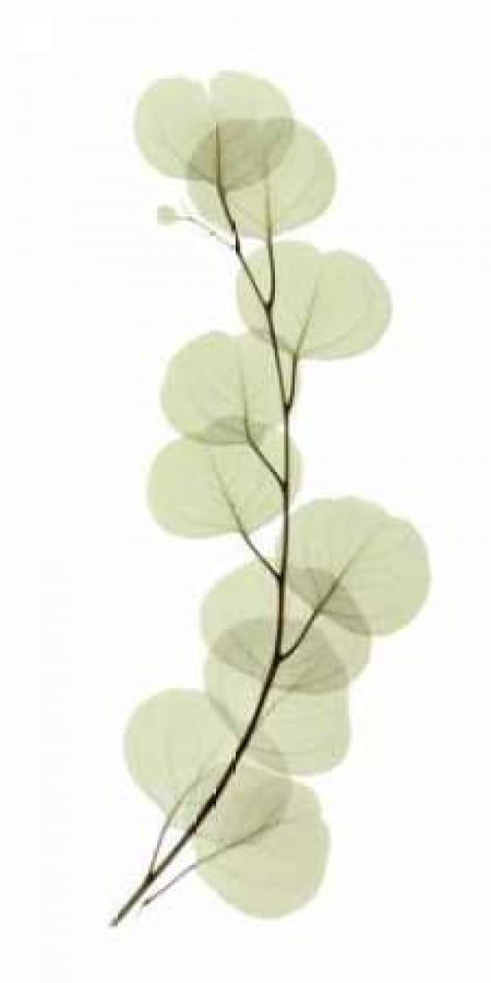 Eucalyptus Canvas Art - ACEE (24 x 48)