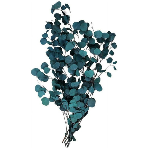 Eucalyptus Dried Flowers Real, Eucalyptus Dried Flowers Dried Flowers Bouquet High Quality Pure Natural Plant Round Leaf Eternal Life and Fresh, Dried Flowers Decoration for Party