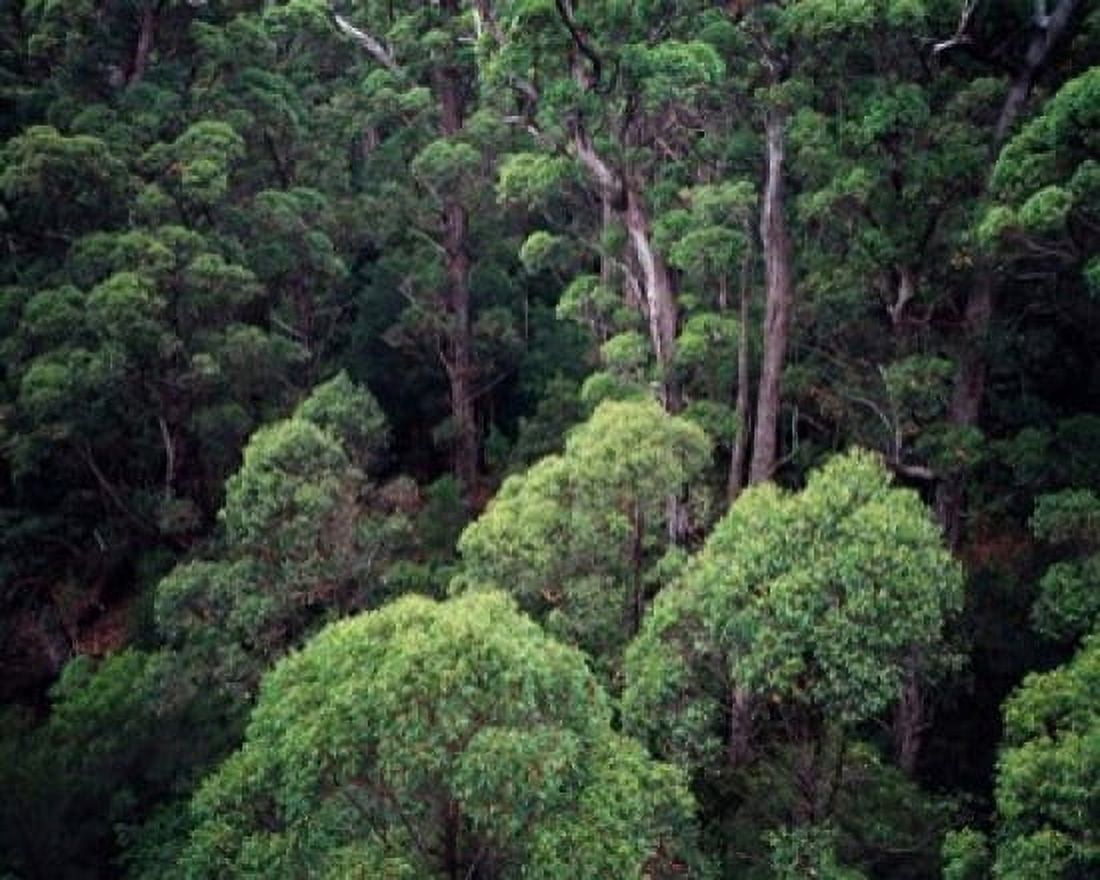 Eucalyptus Forest Walpole-Nornalup NP Western Australia Australia Canvas Art - Walter Bibikow DanitaDelimont (20 x 16)