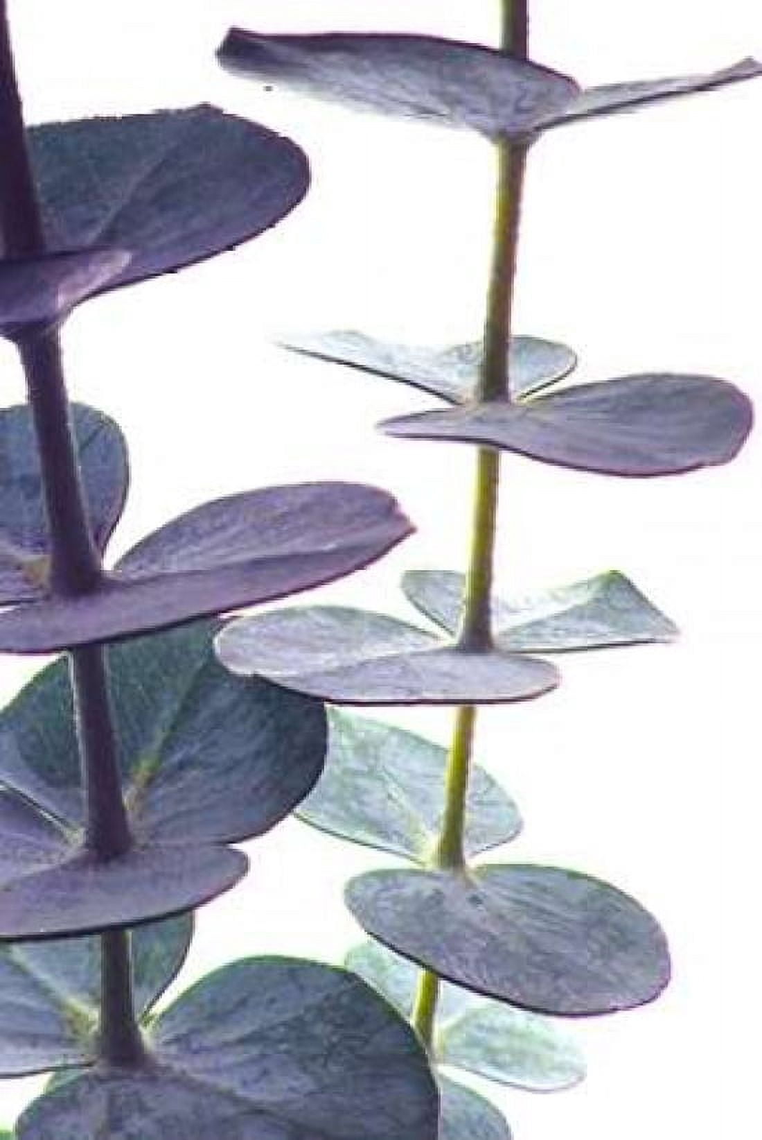 Eucalyptus I Canvas Art - Monika Burkhart (20 x 28)