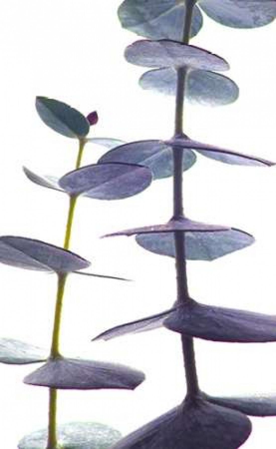 Eucalyptus II Canvas Art - Monika Burkhart (12 x 18)