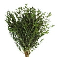 thumbnail image 1 of Eucalyptus Parvifolia - Farm Direct Fresh Cut Flowers Filler - 100 Stems - Green - by Bloomingmore, 1 of 5