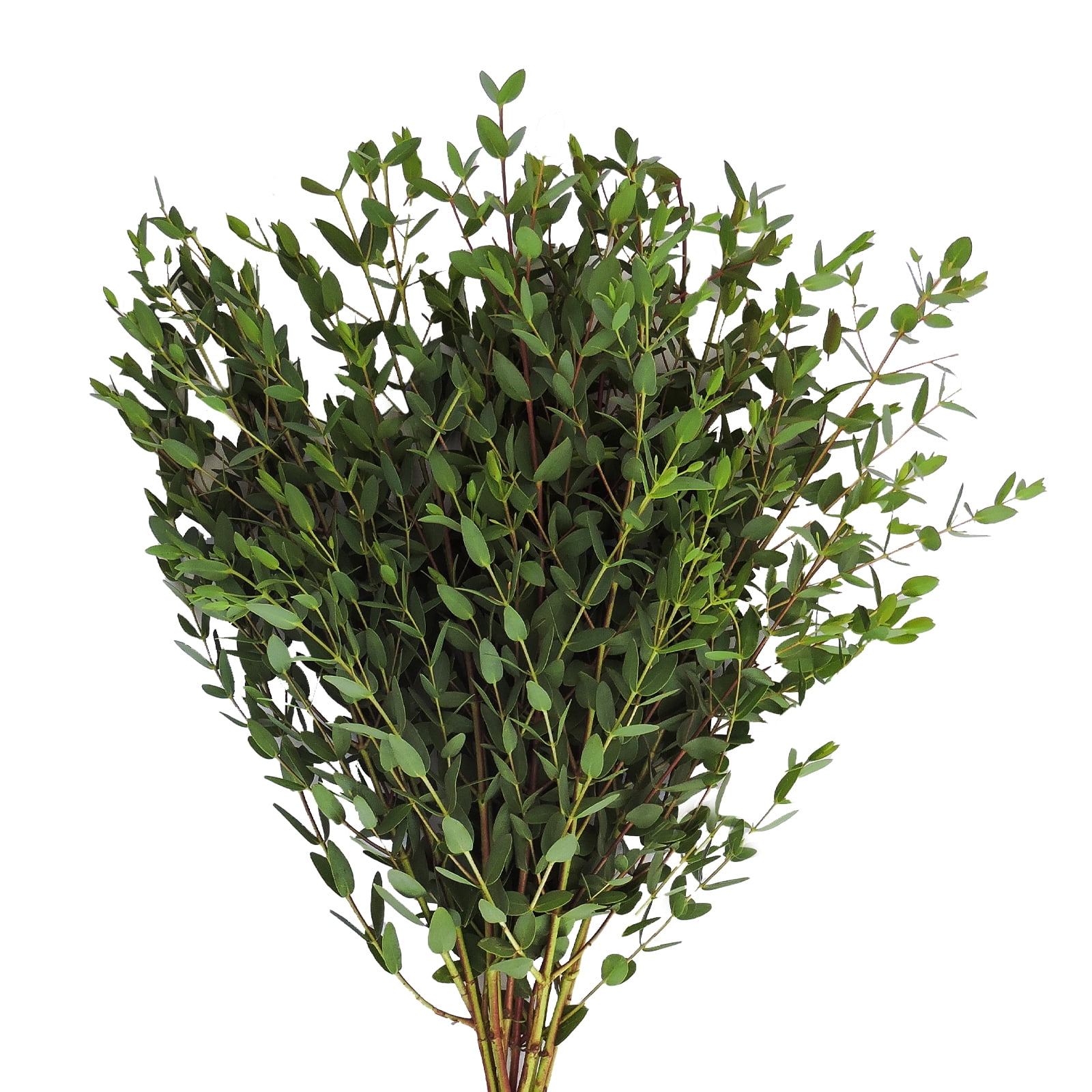 Eucalyptus Parvifolia - Farm Direct Fresh Cut Flowers Filler - 100 Stems - Green - by Bloomingmore