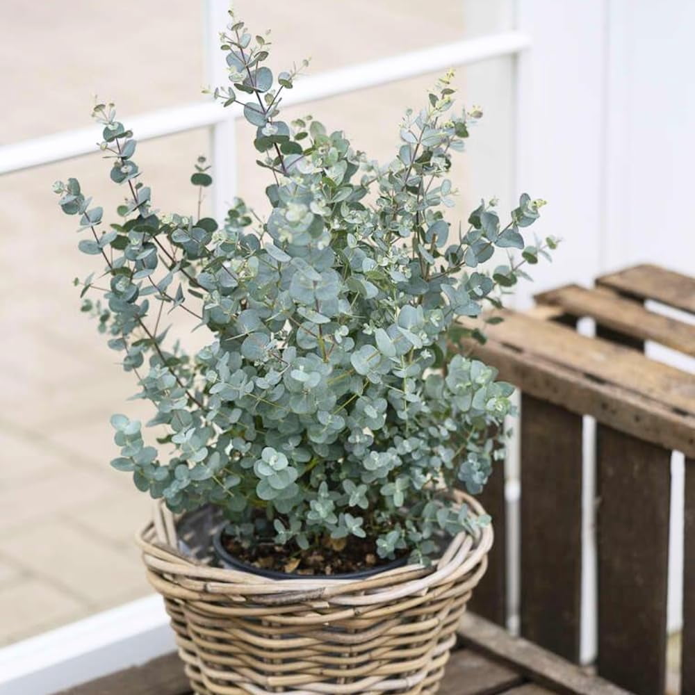 Eucalyptus Plant Live
