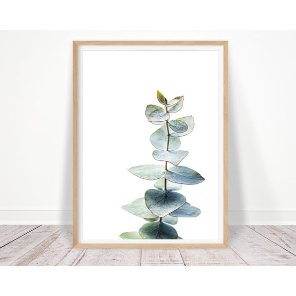 Eucalyptus Print, Botanical Wall Art, Australian Native Photography Print, Print, Silver Dollar, Gum Leaf Print Home Decor #3919, Unframed Poster Size 16x24