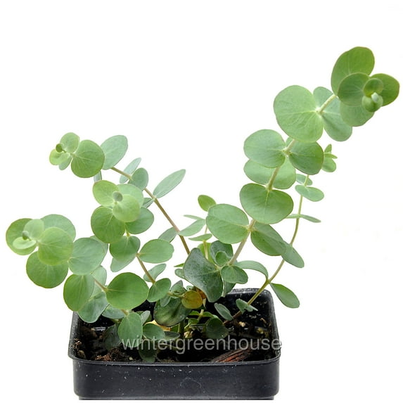 Eucalyptus Pulverulenta, Baby Blue, Florist Silver Dollar - Pot Size: 3" (2.6x3.5") - House Plants, Trees
