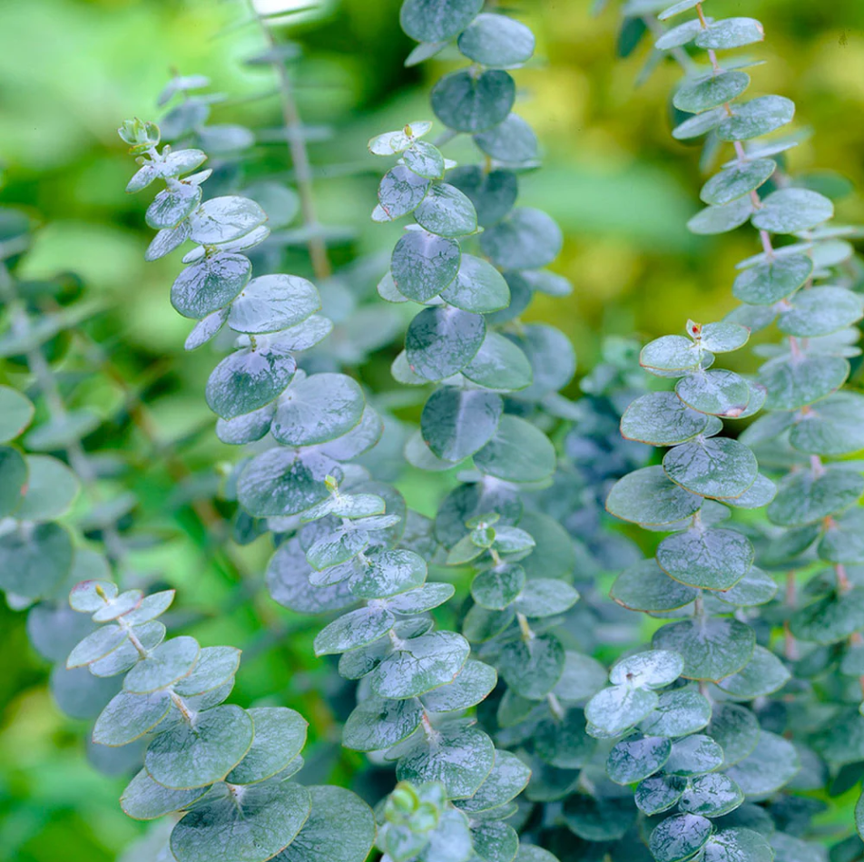 Eucalyptus Silver Dollar Plant Live for Planting, Silver Dollar Plant Indoor Outdoor, Fragrant Eucalyptus, Baby Blue Eucalyptus Plant, 6-8 Inch Tall, 5 Inch Pot