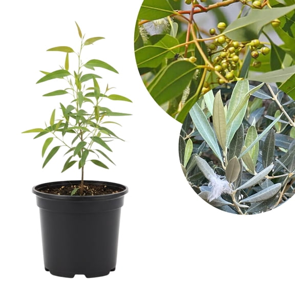 Eucalyptus Tree Live Plant 5 Pot, Fragrant Eucalyptus Plant, Easy Grow Ornamental Tree for Outdoor (Lemon Eucalyptus)