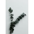 thumbnail image 1 of Eucalyptus Wall 02 Poster Print - 1x Studio III, 1 of 3