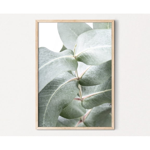 Eucalyptus Wall Art, Botanical Print Australian Wall Art, Australian Native Photo Wall Art, Wall Art, Gum Leaf Print Home Decor #4080, Stretched Canvas Size 16x24