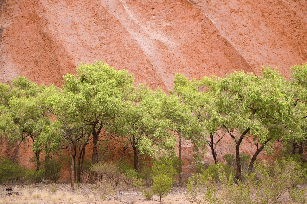 Eucalyptus trees at Ayers Rock in Uluru-Kata Tjuta National Park Northern Territory Australia Canvas Art - Beanstock Images Design Pics (18 x 12)