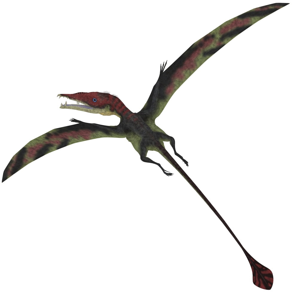 Eudimorphodon a pterosuar from the Late Triassic Period Canvas Art - Corey FordStocktrek Images (29 x 29)