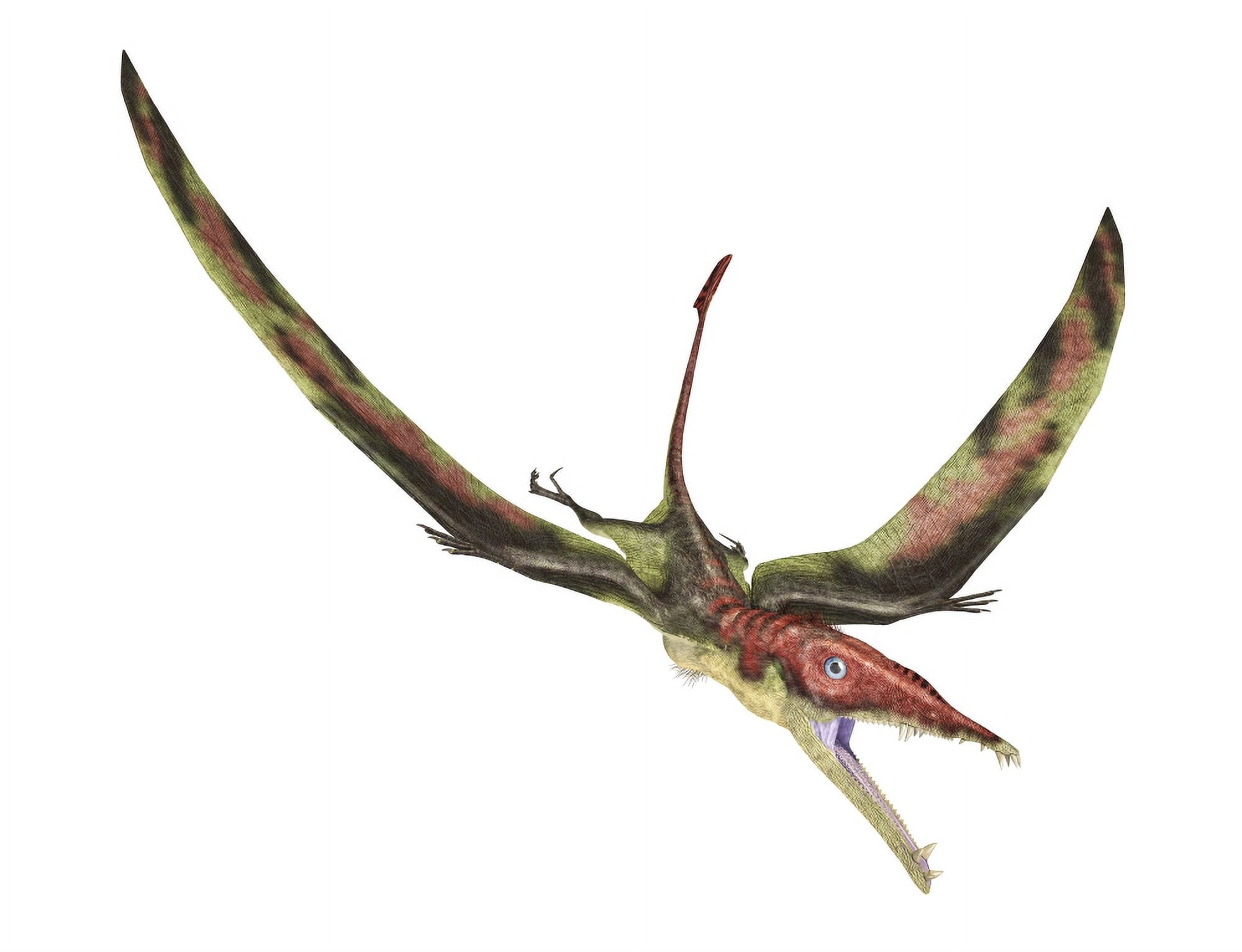 Eudimorphodon flying prehistoric reptile Canvas Art - Leonello CalvettiStocktrek Images (17 x 13)