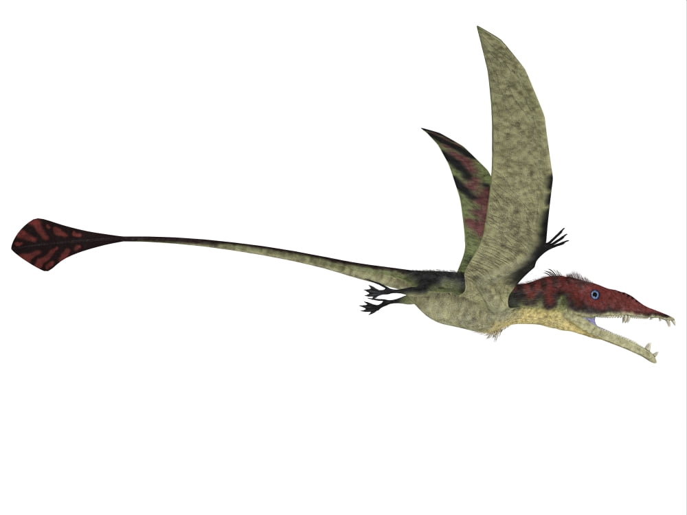 Eudimorphodon is a flying reptile that lived during the Triassic period Canvas Art - Corey FordStocktrek Images (33 x 25)