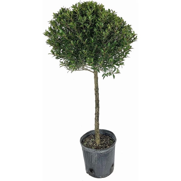 Eugenia 1 Ball Topiary - Live Plant in a 10 Inch Pot - Syzygium Paniculatum - Beautifully Pruned Outdoor Topiary for Patios and Outdoor Decor