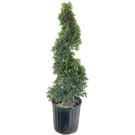 Eugenia Spiral Topiary - Live Plant in a 10 Inch Pot - Eugenia Myrtifolium - Beautiful Outdoor Topiary for The Patio and Garden